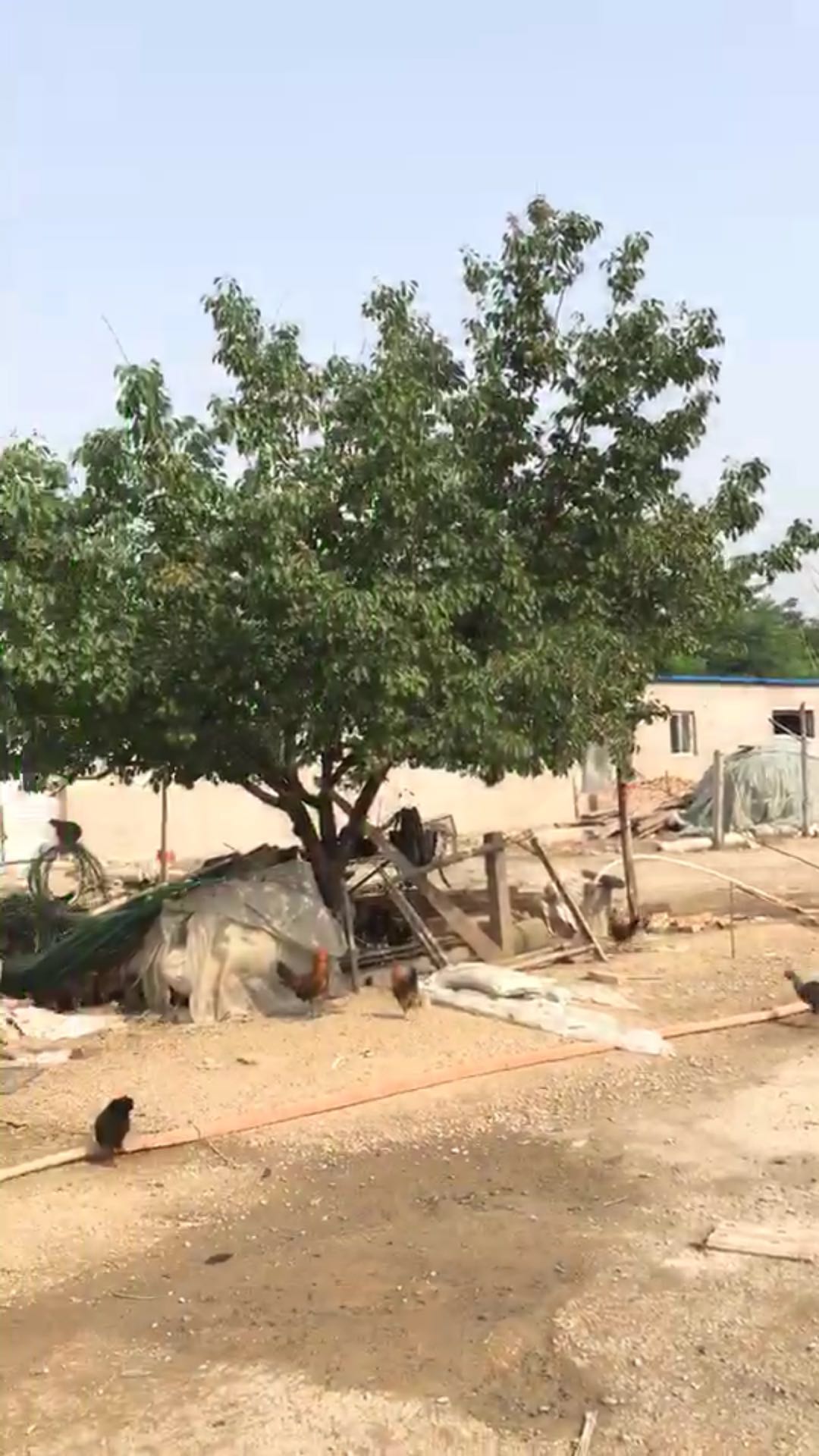  ��ֳ������������