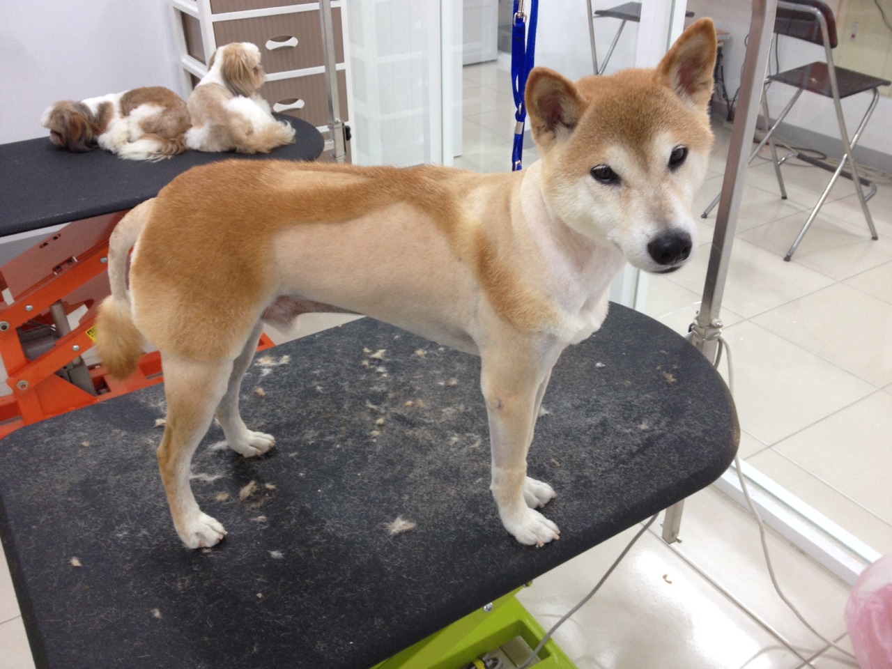  ���̾�����������̾�����ѵ��������﹩