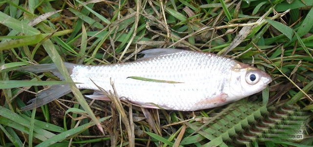 �����ز�Ѽ������