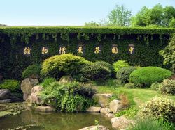 �����й���Ҷ�����