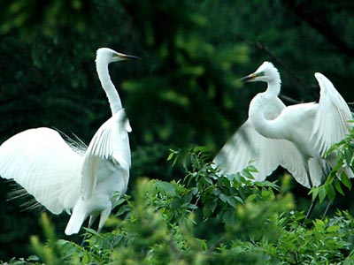 ���ݰ��ص�