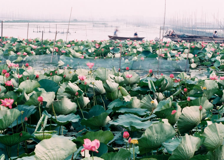 ���Ͻ��ں�