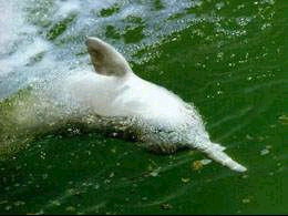 ͭ�������������