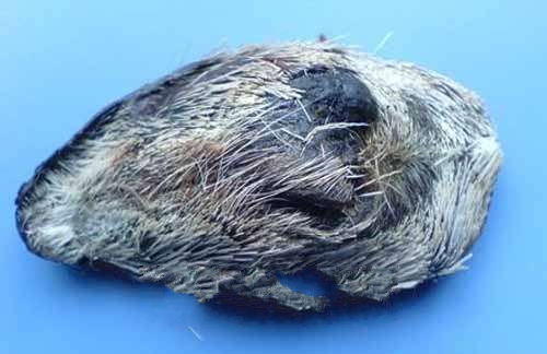 ��ɽ����