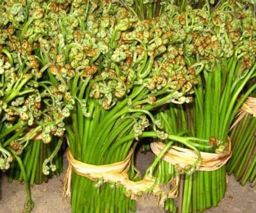 ������ާ��