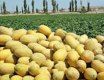 �����۹�