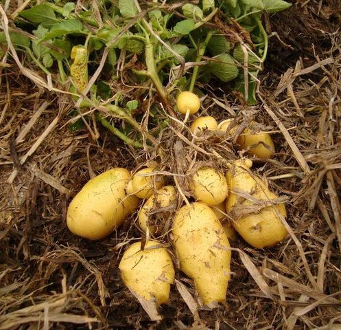 ��ï������