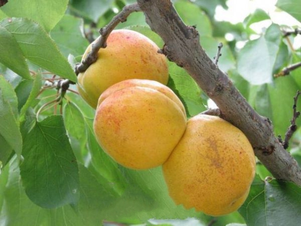 ����-��ɽ��÷