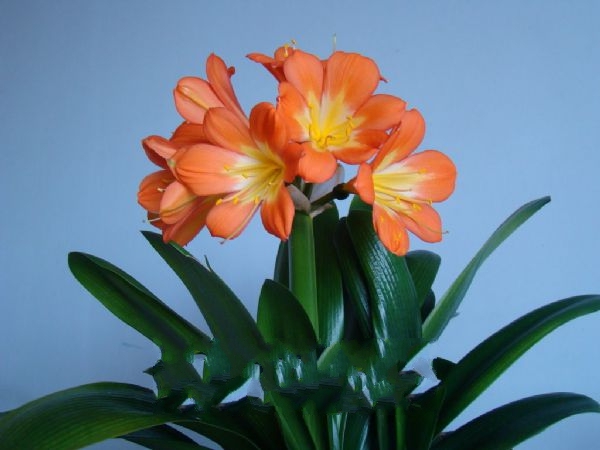 ��ɽ������