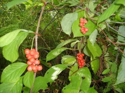 ������ζ��