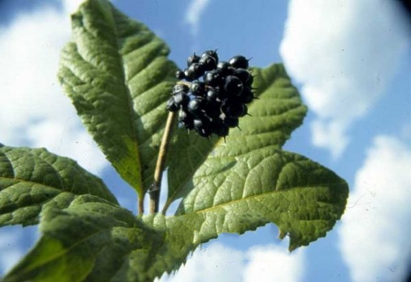 �峣�����