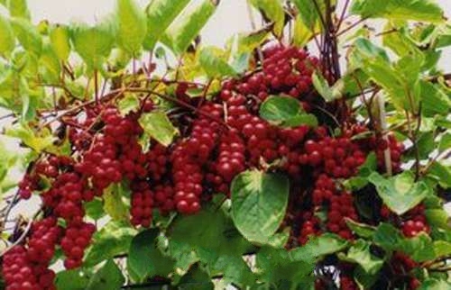 �����ز�����ζ��