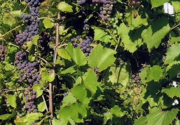 ��ԭɽ����