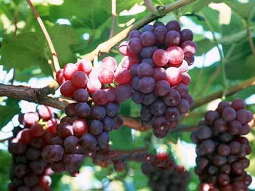 ��ľ˹ɽ����