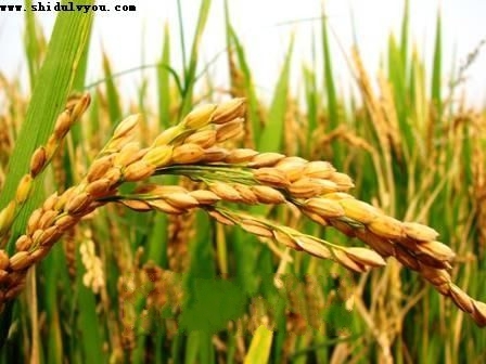 ̩������