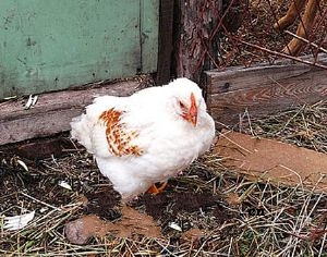 �������׼�