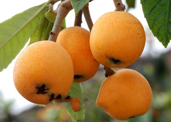 ��ͥ����