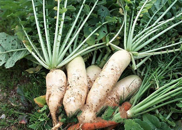 ���󰶰������ܲ�