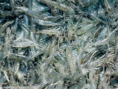 �˻�����Ϻ