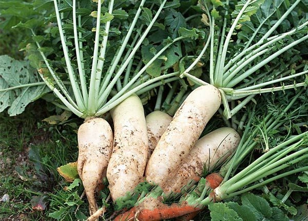 ��ް�Բ�ܲ�