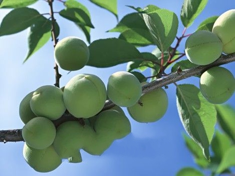 �������÷