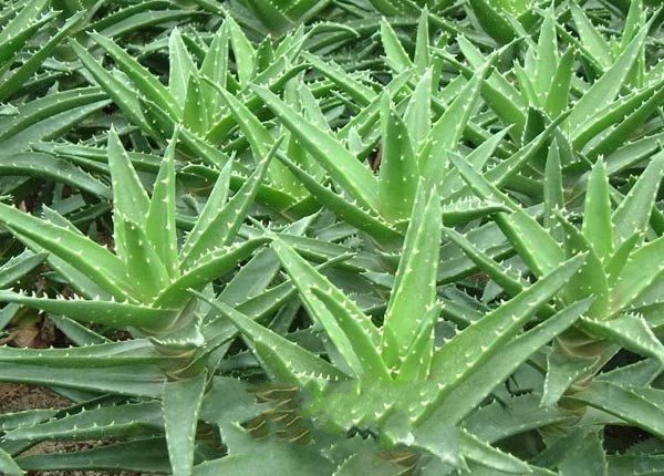 ����«��