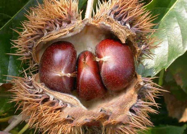 ��ɽ����