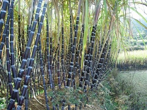 ��ƽ����