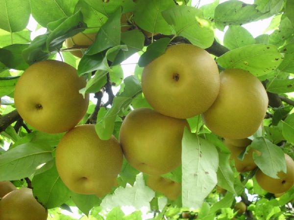 ����ѩ��