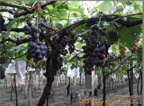 ����ɽ����