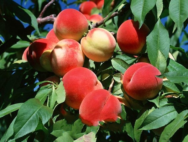 ����ˮ����