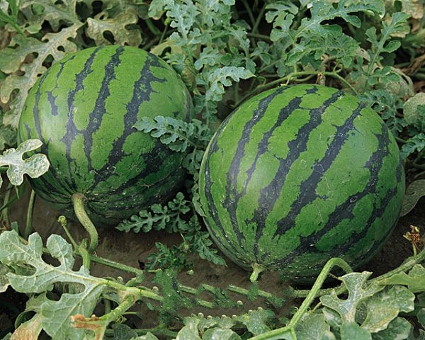 ���߸�ɽ����