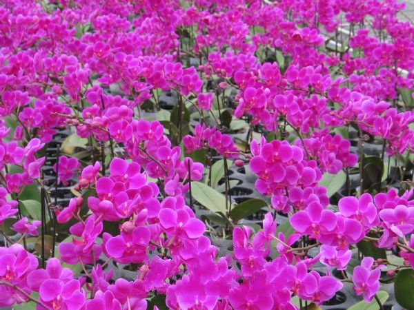 ������ľ