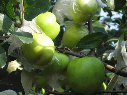 ʯ������