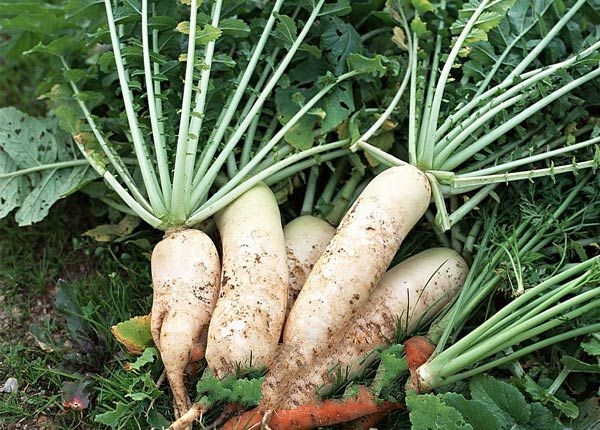 �����ܲ�