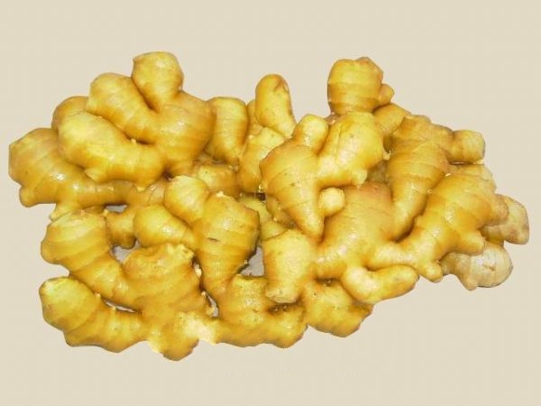 ��ָ������