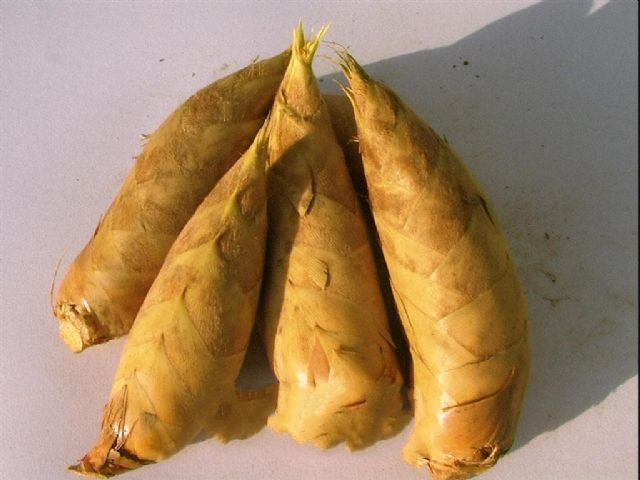 ����Ұ��