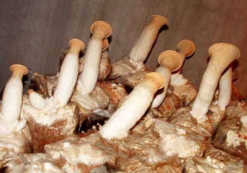 ����ʳ�þ�