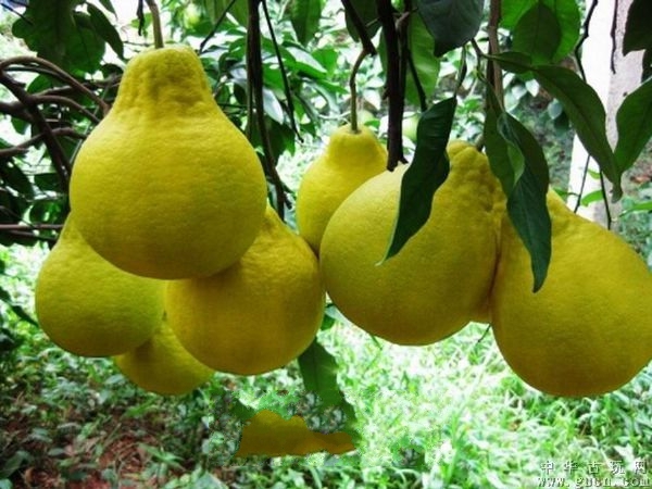 ��Ԫ�����