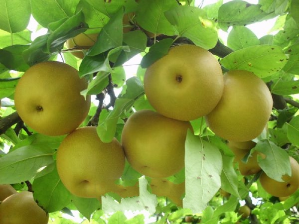 ��ˮ����ѩ��