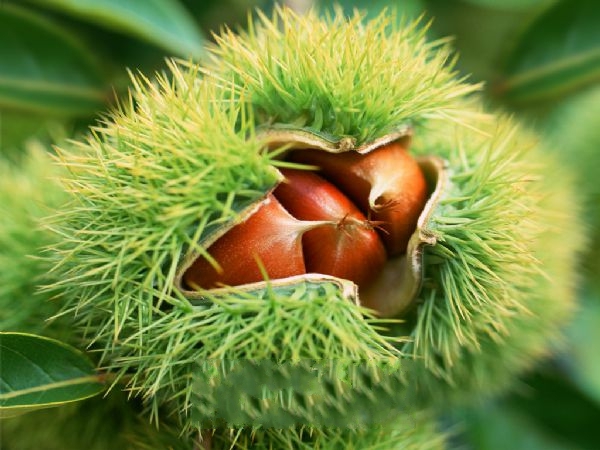 �²�����