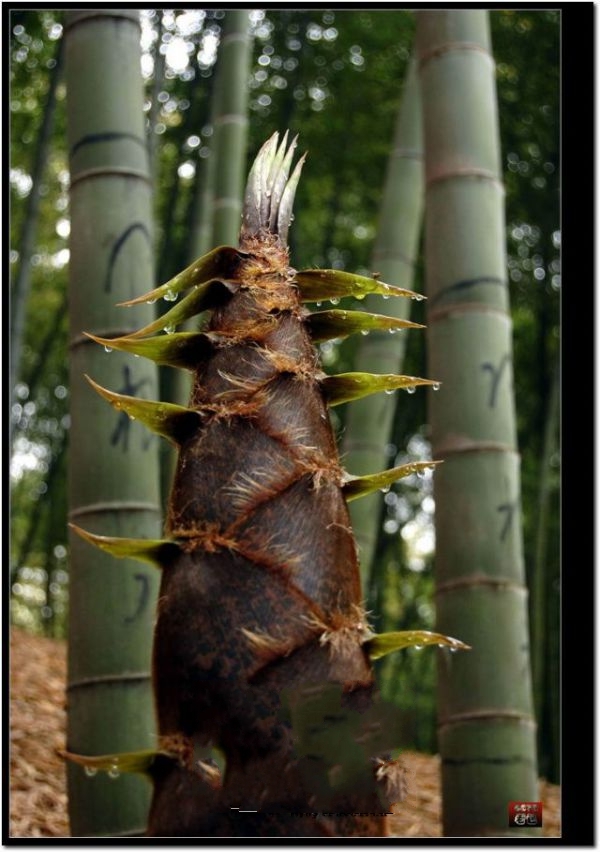 ͬ������