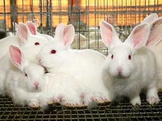 �²���ë��