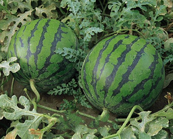 �׵顰���ˡ�����