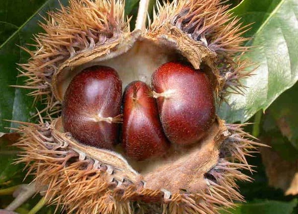 ���˰���