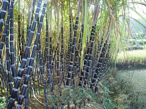 �����ƹ���