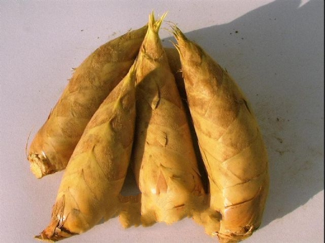 ��������ɽ��