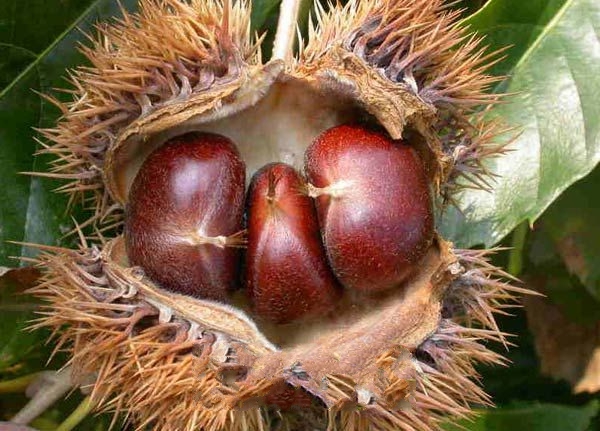 ��۫�����