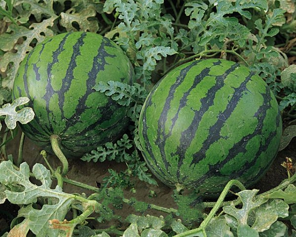 ��۫������