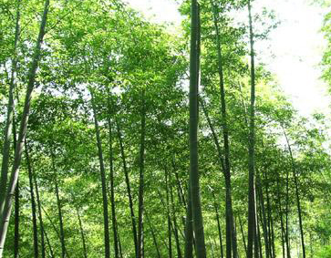 ��ɽ��ľ��